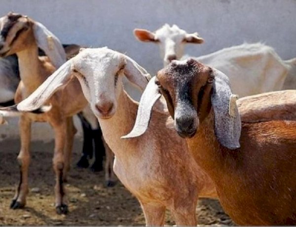 मध्य प्रदेश से गायब बकरियां ढूंढते हैदराबाद पहुंची पुलिस, 900KM दूर स्थित बकरा मंडी से किया रेस्क्यू