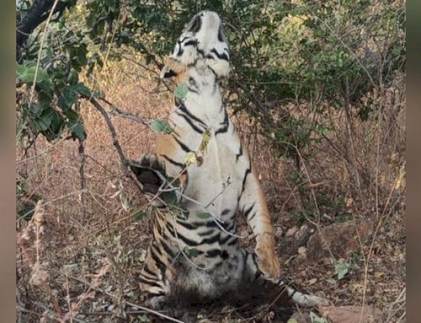 MP में पोचर्स बेखौफ, पन्ना टाइगर रिजर्व में टाइगर हंट का मामला, फंदे से लटका मिला बाघ का शव