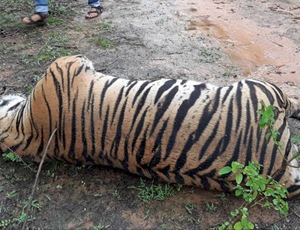 तीन वर्षों में MP में 70 बाघों की मौत, जीतू पटवारी ने सरकार पर लगाया जानवर बेचने का आरोप