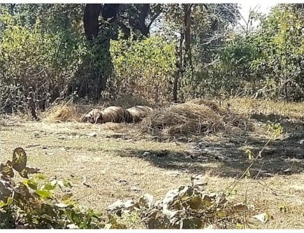 MP में पोचर्स बेखौफ, सिवनी में टाइगर हंट का मामला, करंट लगाकर किया शिकार