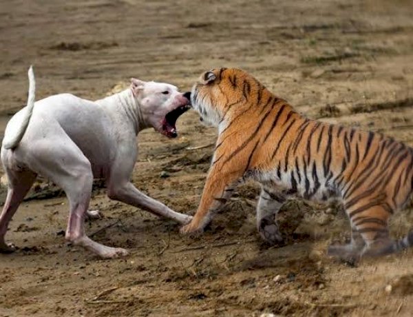 MP में बाघों को आवारा कुत्तों से खतरा, पन्ना टाइगर रिजर्व के बाघों को बचाने के लिए होगा वैक्सीनेशन