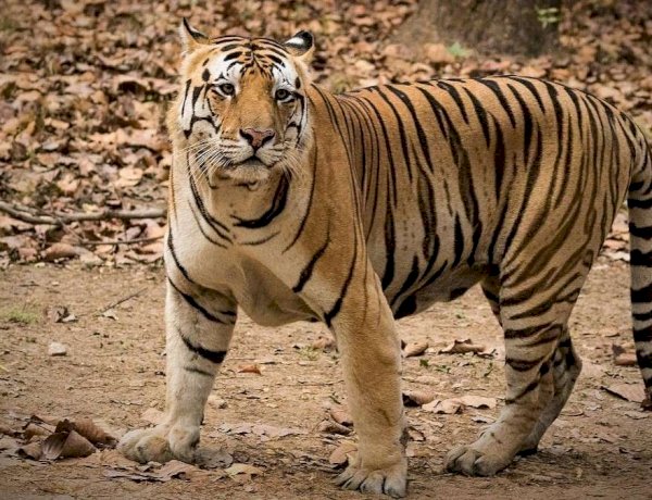 बाघों के लिए काल साबित हो रहा मध्य प्रदेश, डेढ़ महीने में 9 बाघों की मौत, छिन सकता है टाइगर स्टेट का दर्जा