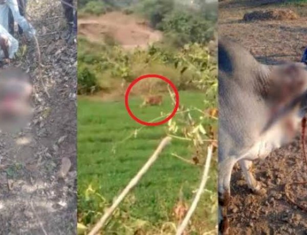 बुरहानपुर: बाघ के हमले में किसान की मौत, ग्रामीणों में दहशत का माहौल