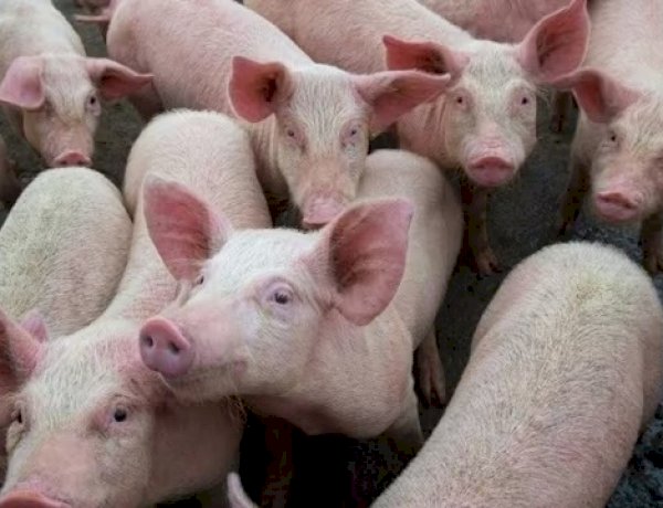 स्वाइन फ्लू ने ली हजारों सुअरों की जान
