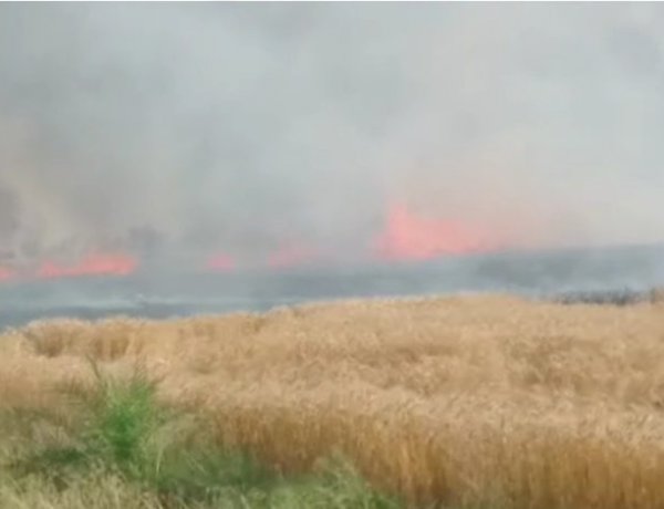 भोपाल से सटे कुराना गांव में गेहूं के खेत में लगी आग, 25 एकड़ में खड़ी फसल जलकर खाक