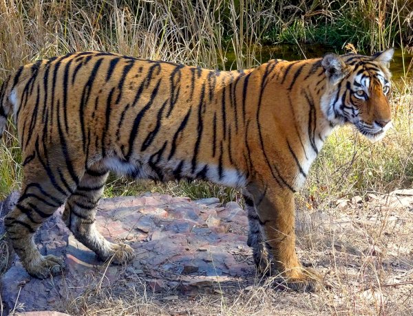 3167 हुई भारत में बाघों की संख्या, दुनिया के 75 फ़ीसदी बाघ भारत में
