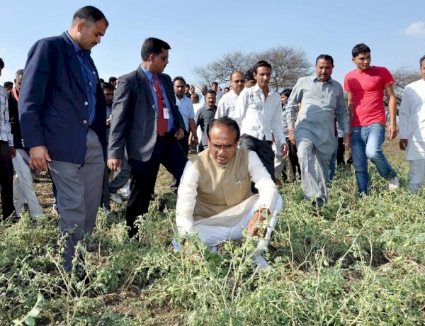 बिगड़ी फसल के बीच मुख्यमंत्री शिवराज सिंह चौहान बिगड़ी फसल के बीच मुख्यमंत्री शिवराज सिंह चौहान