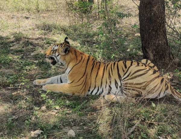 भोपाल में फिर टाइगर का मूवमेंट, कलियासोत जंगल में आराम फरमाते दिखा बाघ, रहवासियों में दहशत