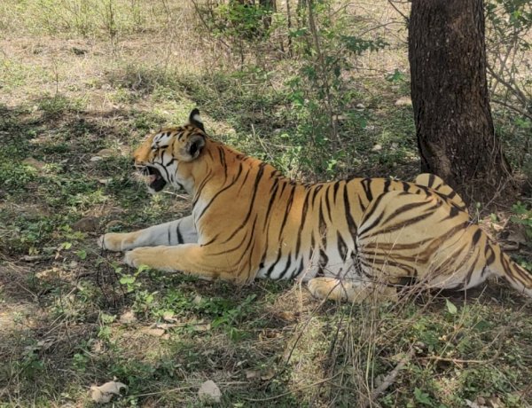 भोपाल में फिर टाइगर का मूवमेंट, कलियासोत जंगल में आराम फरमाते दिखा बाघ, रहवासियों में दहशत भोपाल में फिर टाइगर का मूवमेंट, कलियासोत जंगल में आराम फरमाते दिखा बाघ, रहवासियों में दहशत