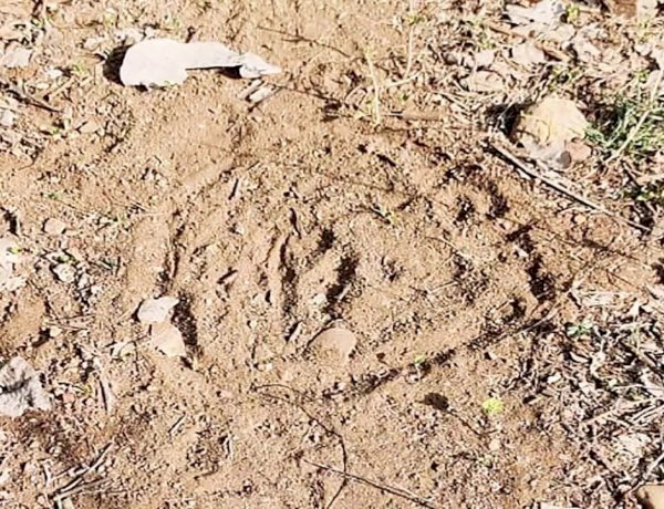 MP: नर्मदापुरम में घूम रहा है आदमखोर बाघ, बुजुर्ग महिला को बनाया शिकार, ग्रामीणों में दहशत का माहौल