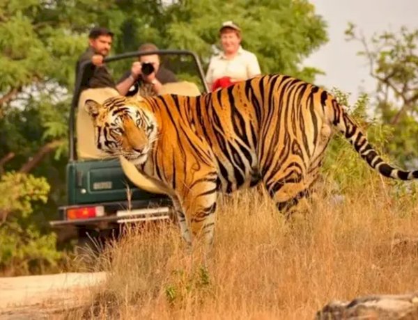 एमपी में सबसे बड़ा टाइगर रिजर्व, ढाई हजार वर्गकिमी घने जंगल में घूमेंगे बाघ एमपी में सबसे बड़ा टाइगर रिजर्व, ढाई हजार वर्गकिमी घने जंगल में घूमेंगे बाघ