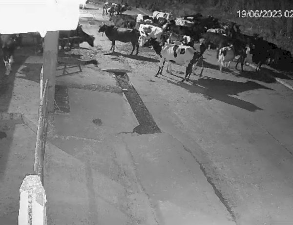 गायों की एकता के सामने कमजोर पड़ा टाइगर, भोपाल के फॉर्म से बिना शिकार किए उल्टे पांव भागा