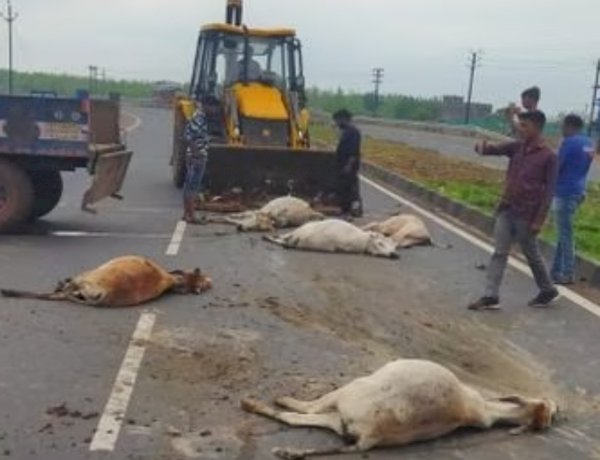 गुना में गौवंशो की दुर्दशा, सड़क पर बैठी सात गायों को ट्रक ने रौंदा, 6 की मौत और एक की हालत गंभीर