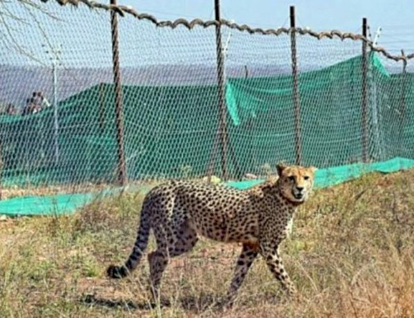 तस्वीर- कूनो नेशनल पार्क 