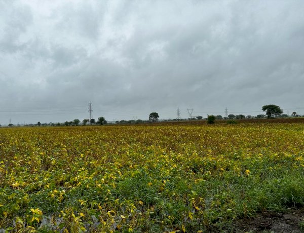 MP में बारिश का कहर, 20 से अधिक जिलों में फसलें बर्बाद, सोयाबीन को सर्वाधिक नुकसान MP में बारिश का कहर, 20 से अधिक जिलों में फसलें बर्बाद, सोयाबीन को सर्वाधिक नुकसान