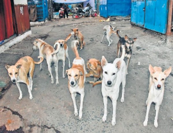 Photo Courtesy: Dainik Bhaskar Photo Courtesy: Dainik Bhaskar
