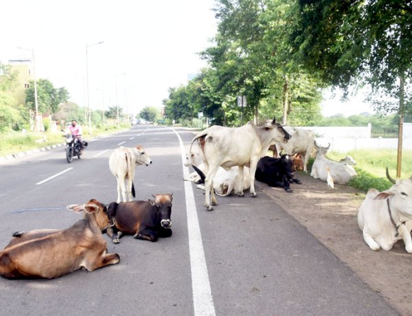 Image Courtesy: Agniban Image Courtesy: Agniban
