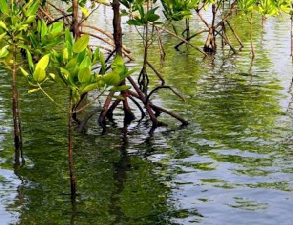 Representative Image