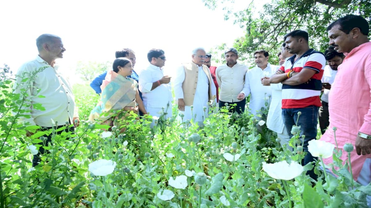 CG: भाजपा नेता के फार्महाउस में अफीम की खेती, कांग्रेस ने सरकार पर लगाया सूखे नशे को बढ़ावा देने का आरोप- Hum Samvet