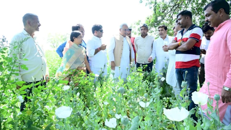 CG: भाजपा नेता के फार्महाउस में अफीम की खेती, कांग्रेस ने सरकार पर लगाया सूखे नशे को बढ़ावा देने का आरोप- Hum Samvet