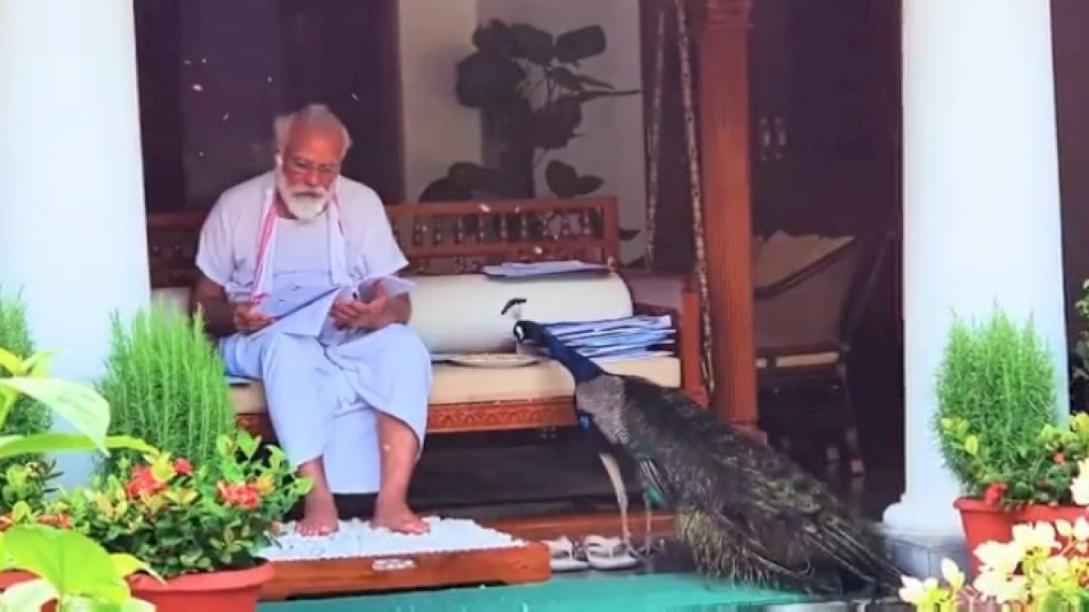 PM Modi: आँगन में मोर नाचा, पीएम मोदी ने लिखी कविता PM Modi: आँगन में मोर नाचा, पीएम मोदी ने लिखी कविता
