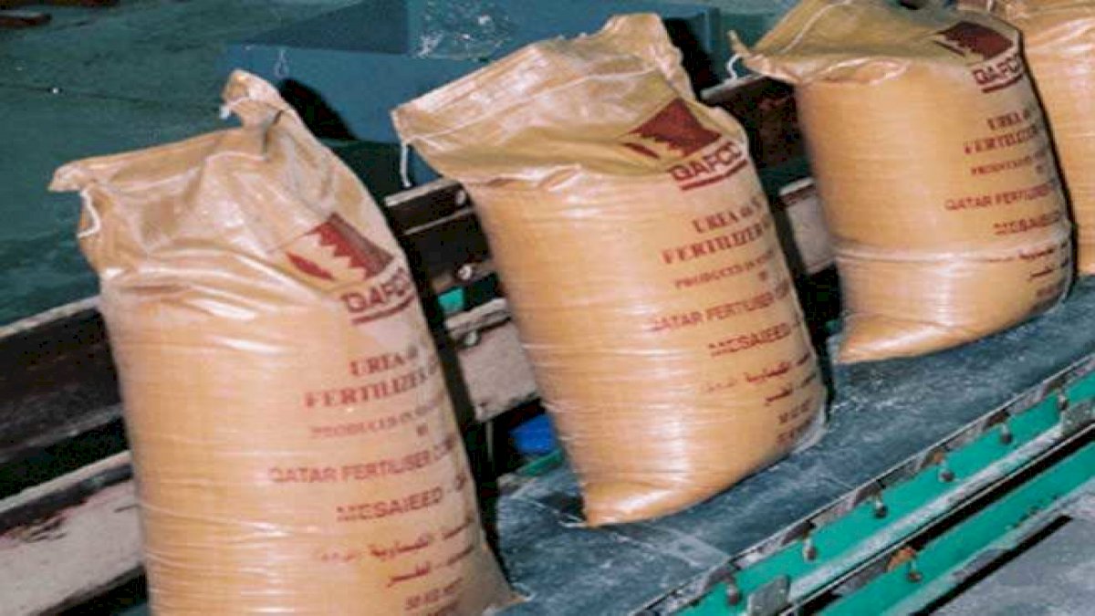 Urea Scam in MP: गोदाम प्रबंधक की पत्नी को दे दिया 1900 बोरी यूरिया Urea Scam in MP: गोदाम प्रबंधक की पत्नी को दे दिया 1900 बोरी यूरिया