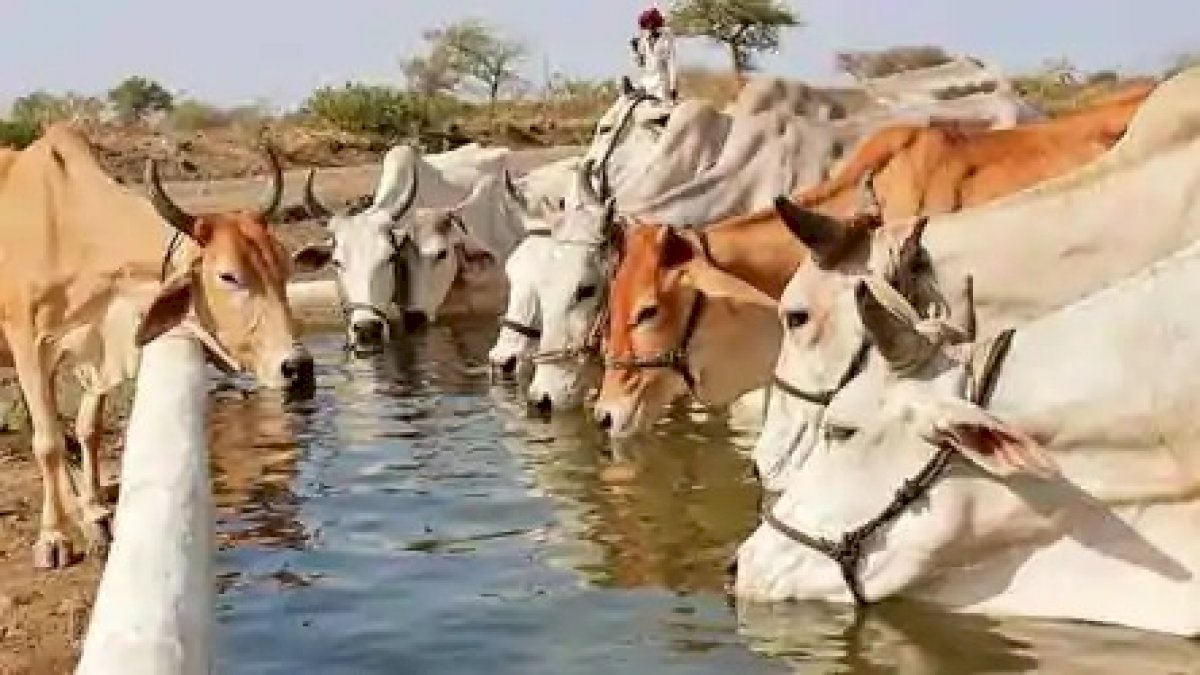 बीजेपी ने घटाया गौशालाओं का बजट, एक गाय के लिए 1.60 पैसे बीजेपी ने घटाया गौशालाओं का बजट, एक गाय के लिए 1.60 पैसे
