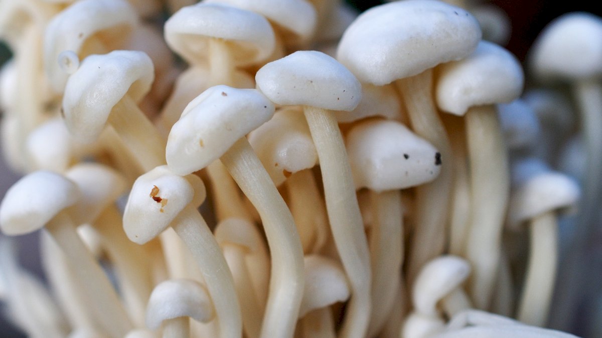 Mushroom Farming: 5 हजार में शुरू करें मशरूम की खेती Mushroom Farming: 5 हजार में शुरू करें मशरूम की खेती