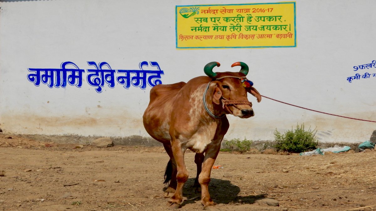 Cow Welfare: गाय का बजट घटाया तो एमपी में बिफरे साधु-संत Cow Welfare: गाय का बजट घटाया तो एमपी में बिफरे साधु-संत