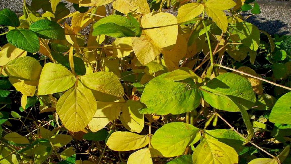 Soybean Crop Loss: सोयाबीन में तना छेदक इल्ली,पत्ते पीले, अफलन, किसान परेशान Soybean Crop Loss: सोयाबीन में तना छेदक इल्ली,पत्ते पीले, अफलन, किसान परेशान