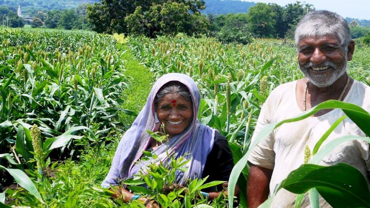 Crop Insurance Scheme MP: बाढ़ प्रभावित 5 जिलों में 7 सितंबर तक फसल बीमा Crop Insurance Scheme MP: बाढ़ प्रभावित 5 जिलों में 7 सितंबर तक फसल बीमा