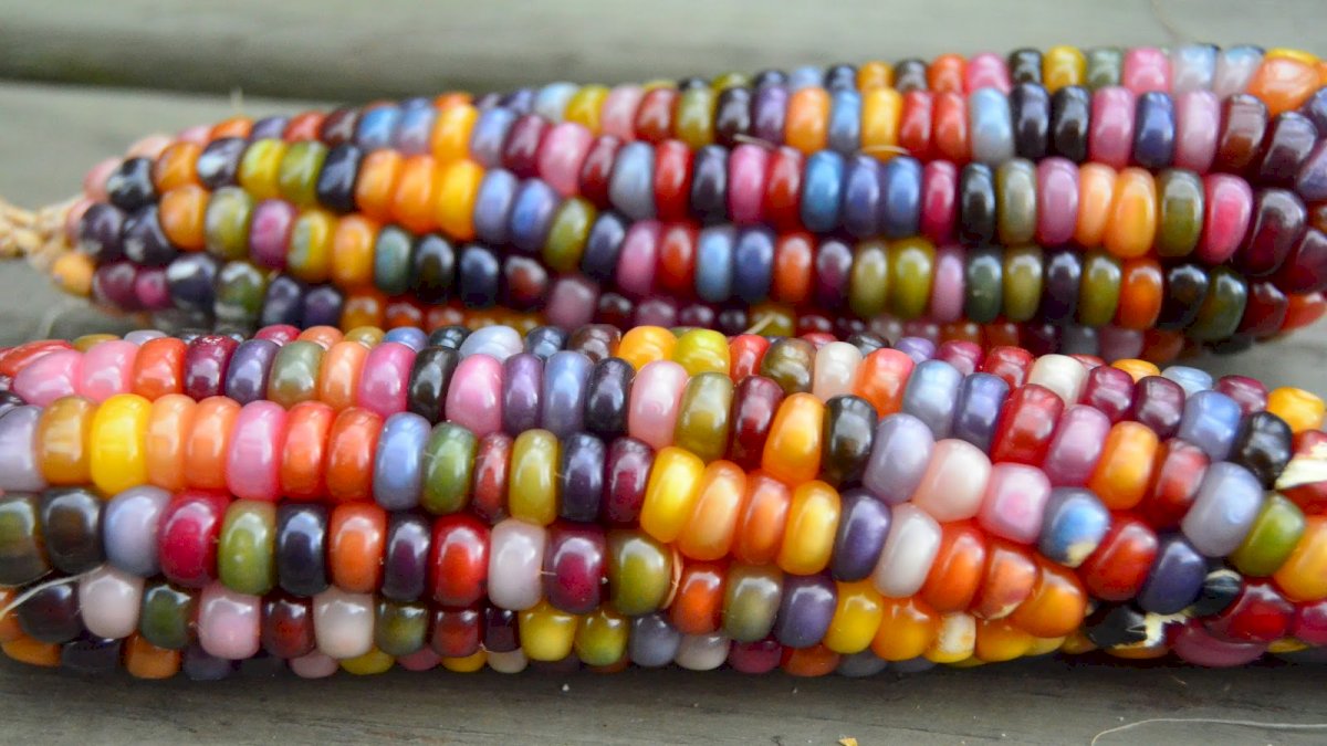 Glass Gem Corn: रंग बिरंगे जेम जैसे दानों वाला भुट्टा Glass Gem Corn: रंग बिरंगे जेम जैसे दानों वाला भुट्टा