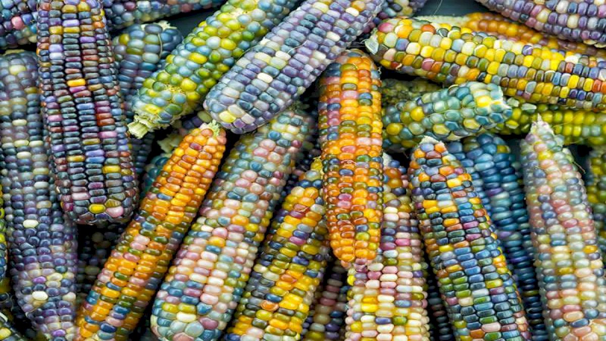 multi-colored corn