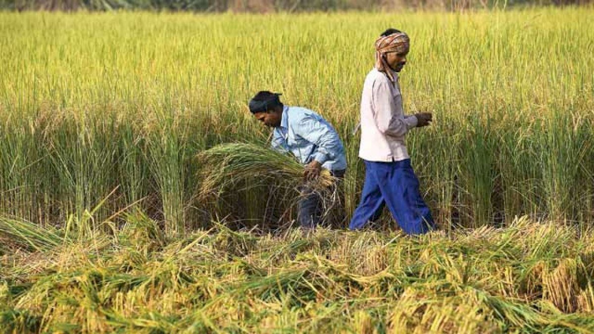 फसल बीमा पोर्टल से पांच लाख किसानों का डाटा गायब, नहीं मिलेगा लाभ फसल बीमा पोर्टल से पांच लाख किसानों का डाटा गायब, नहीं मिलेगा लाभ