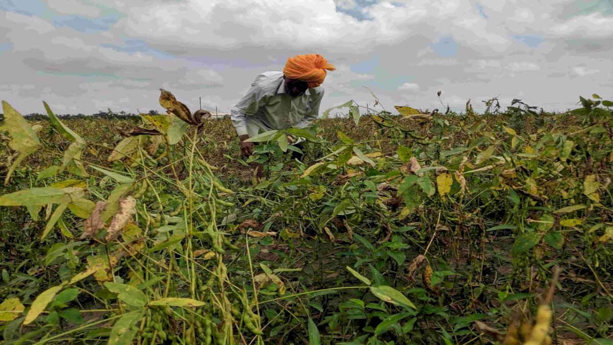Crop Insurance: एमपी में फसल बीमा के नाम पर मिले 90 रुपए Crop Insurance: एमपी में फसल बीमा के नाम पर मिले 90 रुपए