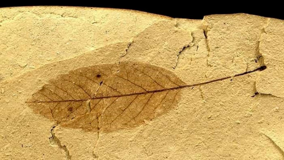 Fossil Leaves: झारखंड में मिलीं डायनासॉर के समय की पत्तियां, क्या वहां रहते थे डायनासॉर Fossil Leaves: झारखंड में मिलीं डायनासॉर के समय की पत्तियां, क्या वहां रहते थे डायनासॉर