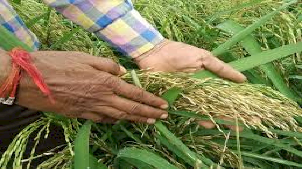 Kharif crop in MP: धान में ब्लास्ट रोग लगने से फसल खराब होने का खतरा Kharif crop in MP: धान में ब्लास्ट रोग लगने से फसल खराब होने का खतरा