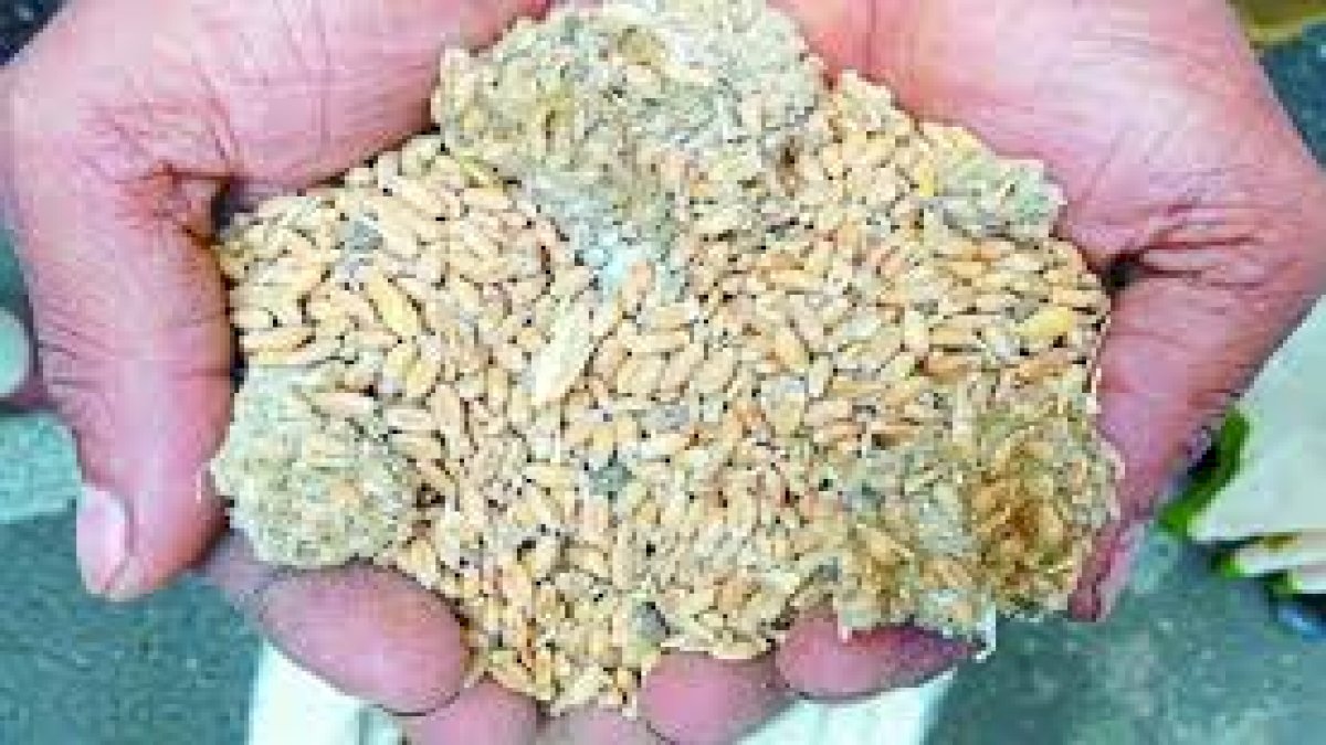 MP Wheat Scam: आदिवासियों को सड़ा अनाज दिए जाने पर भड़के कांतिलाल भूरिया, शिवराज सरकार को दी आंदोलन की चेतावनी MP Wheat Scam: आदिवासियों को सड़ा अनाज दिए जाने पर भड़के कांतिलाल भूरिया, शिवराज सरकार को दी आंदोलन की चेतावनी