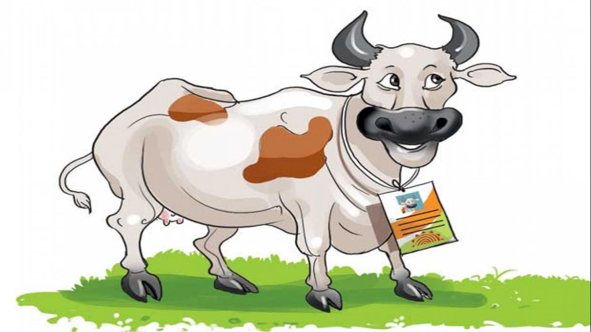 UP Cattle Aadhaar Card: उत्तर प्रदेश में बनेगा गायों, भैंसों का आधार कार्ड UP Cattle Aadhaar Card: उत्तर प्रदेश में बनेगा गायों, भैंसों का आधार कार्ड