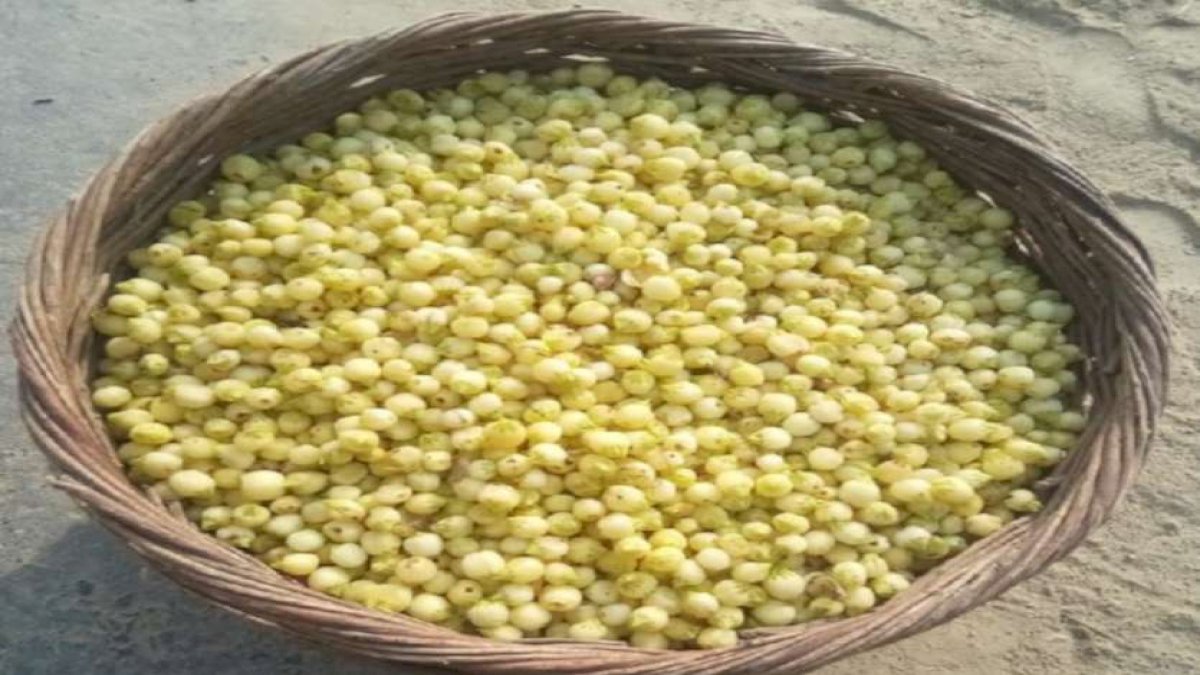 Chhattisgarh: सात समंदर पार पहुंची छत्तीसगढ़ के महुए की महक, इंग्लैंड की कंपनी ने दोगुने दाम पर खरीदा महुआ Chhattisgarh: सात समंदर पार पहुंची छत्तीसगढ़ के महुए की महक, इंग्लैंड की कंपनी ने दोगुने दाम पर खरीदा महुआ