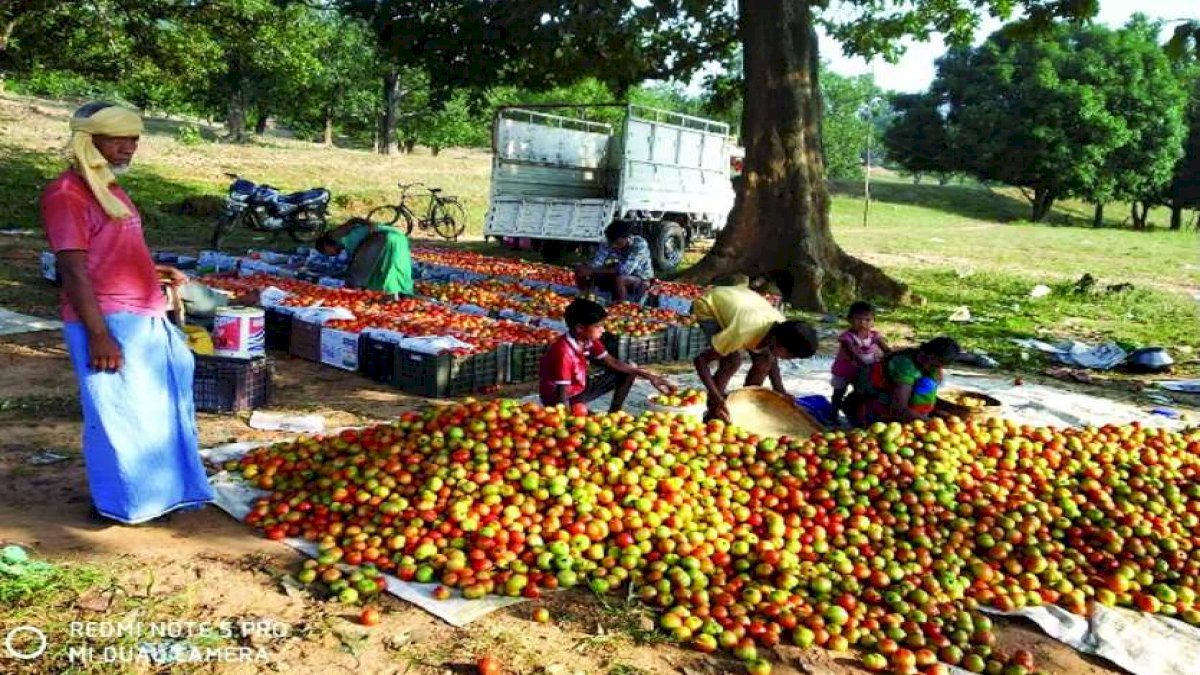 छत्तीसगढ़ में टमाटर की उन्नत खेती का कमाल, किसान ने 1.5 एकड़ में कमाए 2.80 लाख रुपये छत्तीसगढ़ में टमाटर की उन्नत खेती का कमाल, किसान ने 1.5 एकड़ में कमाए 2.80 लाख रुपये