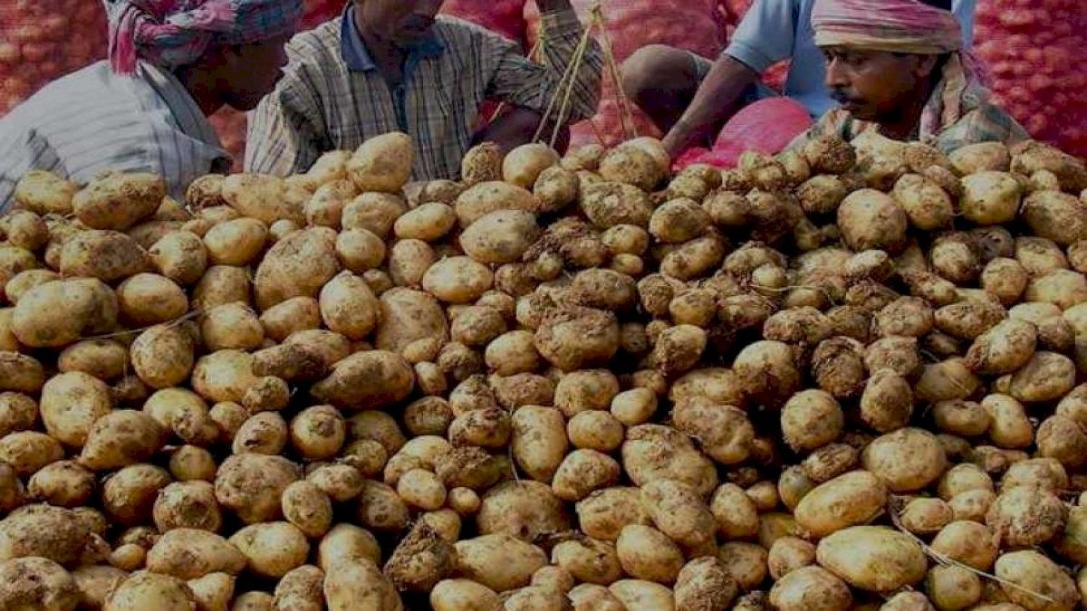 Hot Potato: आसमान पर आलू के दाम, दिवाली पर भूटान से 30000 टन आलू आयात कराएगी सरकार Hot Potato: आसमान पर आलू के दाम, दिवाली पर भूटान से 30000 टन आलू आयात कराएगी सरकार