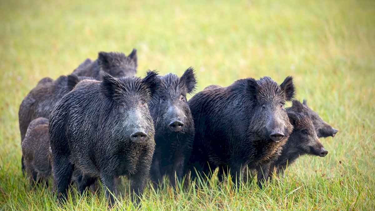 Wild Boar: जंगली सूअर को दरिंदा घोषित करो, केरल के किसानों ने हाई कोर्ट में दायर की याचिका Wild Boar: जंगली सूअर को दरिंदा घोषित करो, केरल के किसानों ने हाई कोर्ट में दायर की याचिका