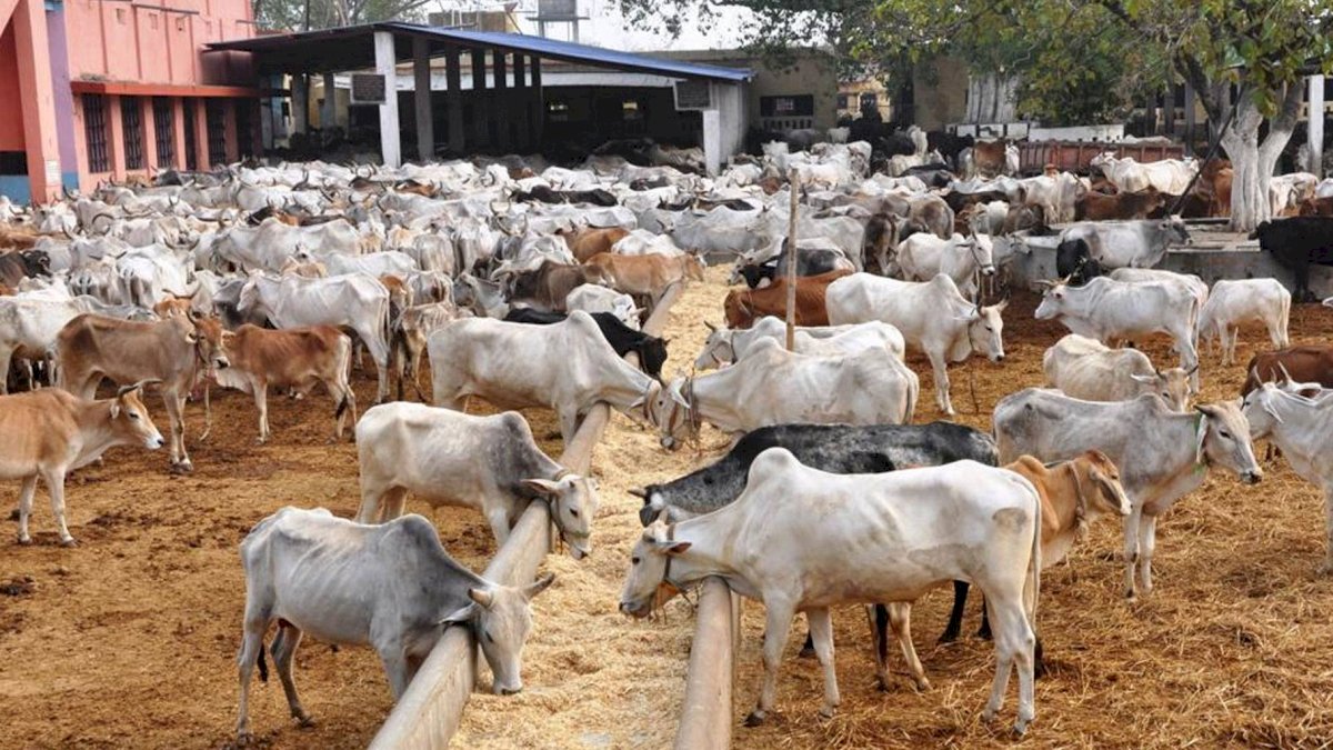 गौ-अभयारण्य में मरी पाई गईं 10 गायें, यहीं होनी है शिवराज की गौ-कैबिनेट की बैठक गौ-अभयारण्य में मरी पाई गईं 10 गायें, यहीं होनी है शिवराज की गौ-कैबिनेट की बैठक