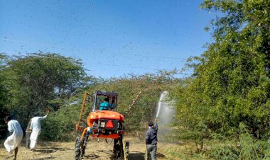 Locust Swarm (Photo: PTI)