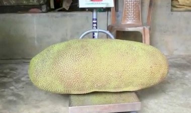 Photo courtesy : ani