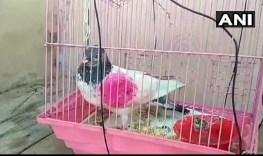 Photo courtesy : ani