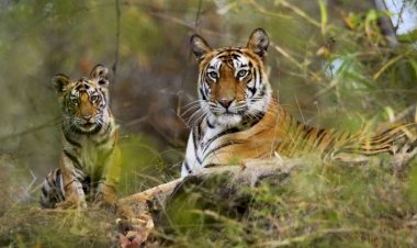 Courtesy: Madhya Pradesh Tourism Courtesy: Madhya Pradesh Tourism