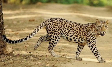 Courtesy: MP Tourism  Courtesy: MP Tourism