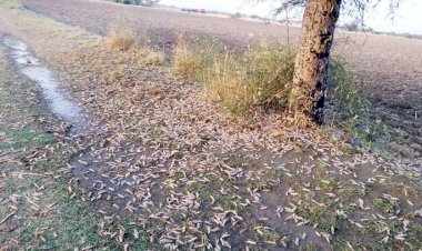 Photo courtesy : patrika 